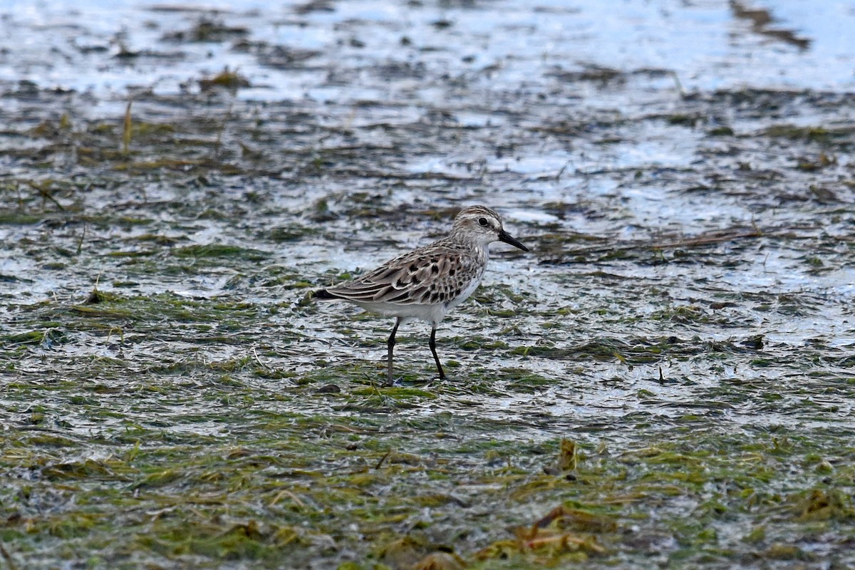 Semipalmated Sandpiper - ML161070941