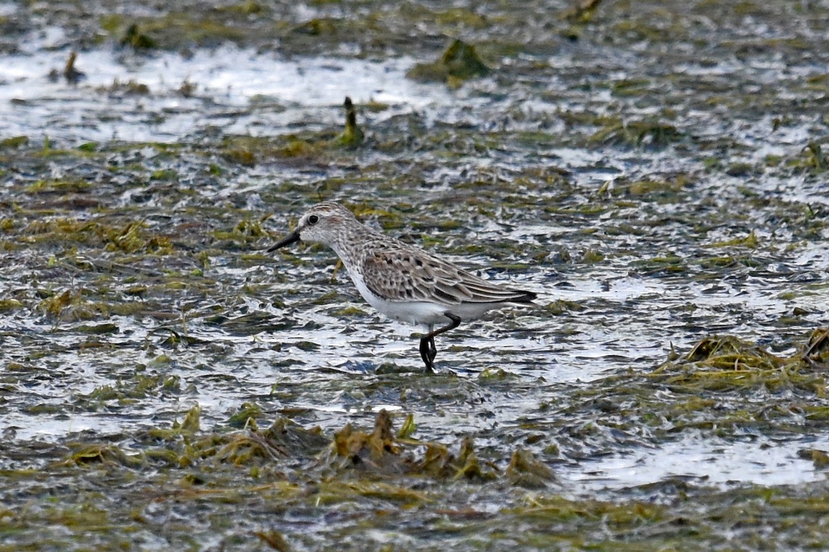 Semipalmated Sandpiper - ML161070971