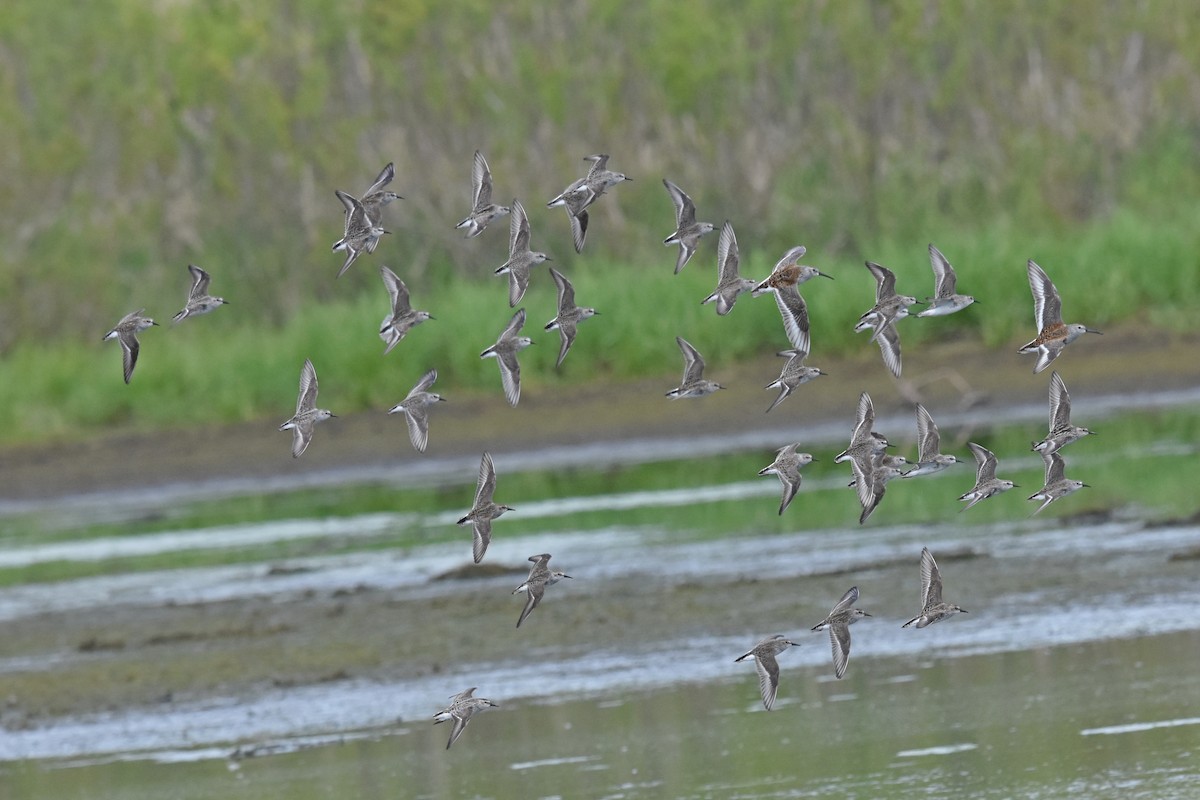 Semipalmated Sandpiper - ML161071021