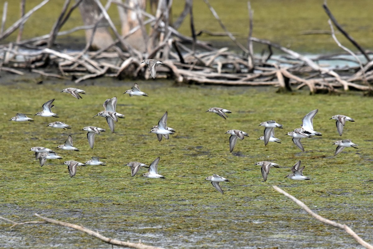 Semipalmated Sandpiper - ML161071091