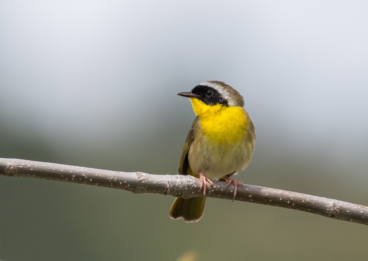 Common Yellowthroat - ML161072291