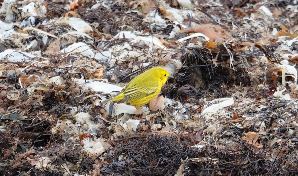 Goldwaldsänger [aestiva-Gruppe] - ML161072661