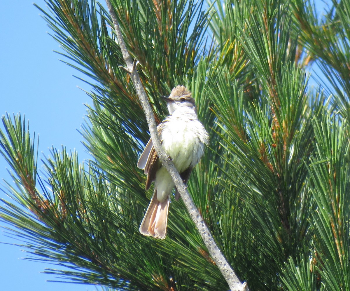 Ash-throated Flycatcher - ML161073231