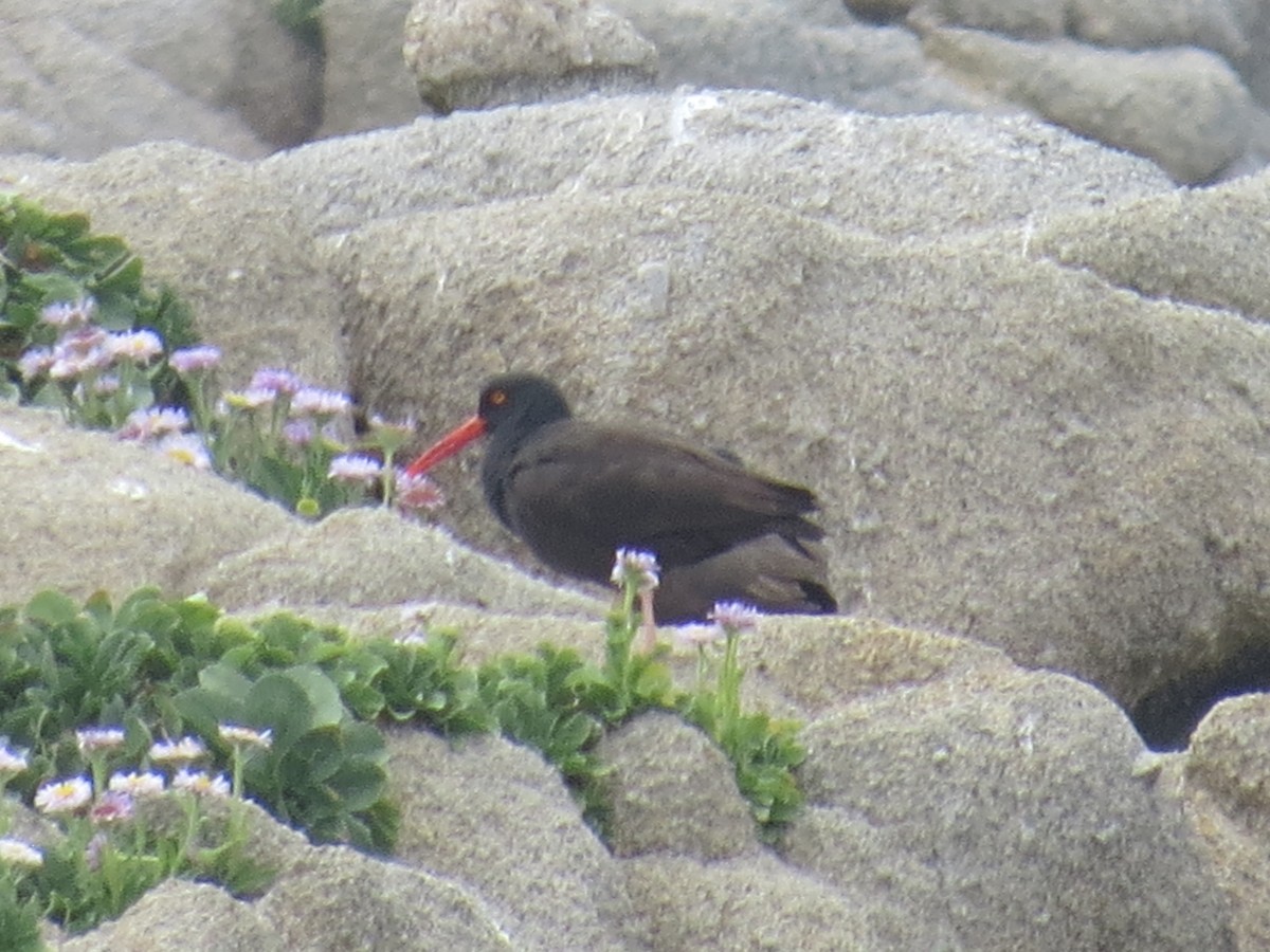 Black Oystercatcher - ML161076571