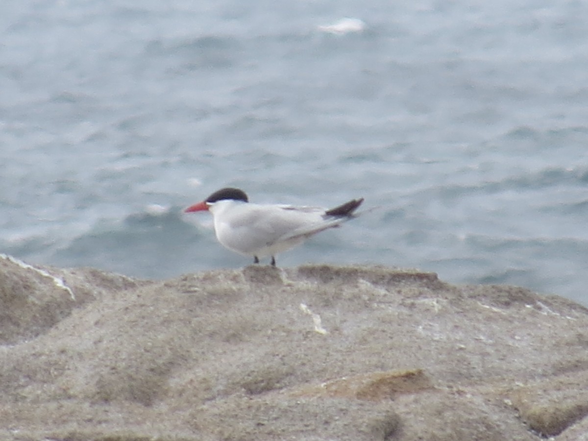 Caspian Tern - ML161076881