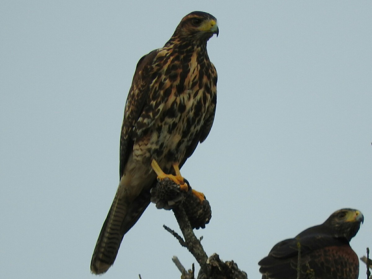 Harris's Hawk - ML161077071