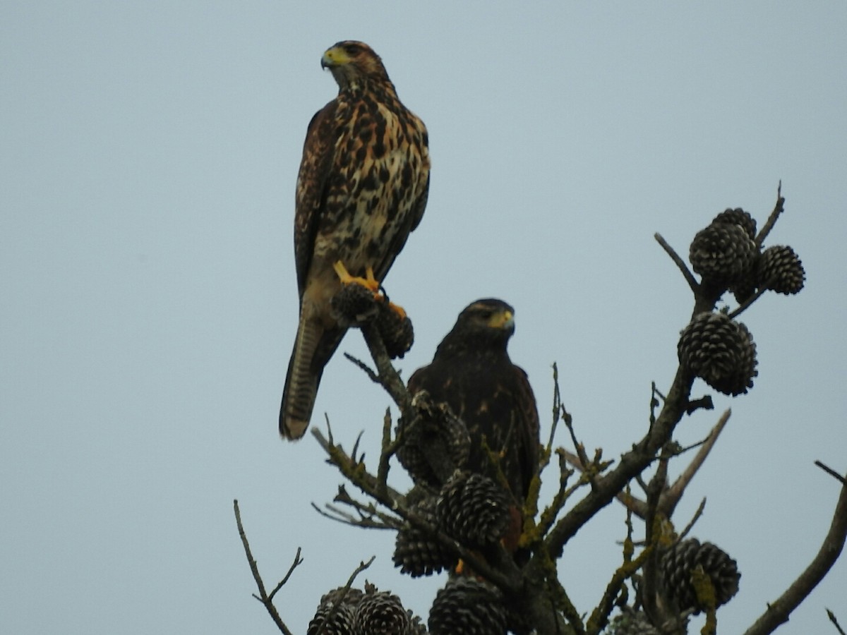 Harris's Hawk - ML161077081