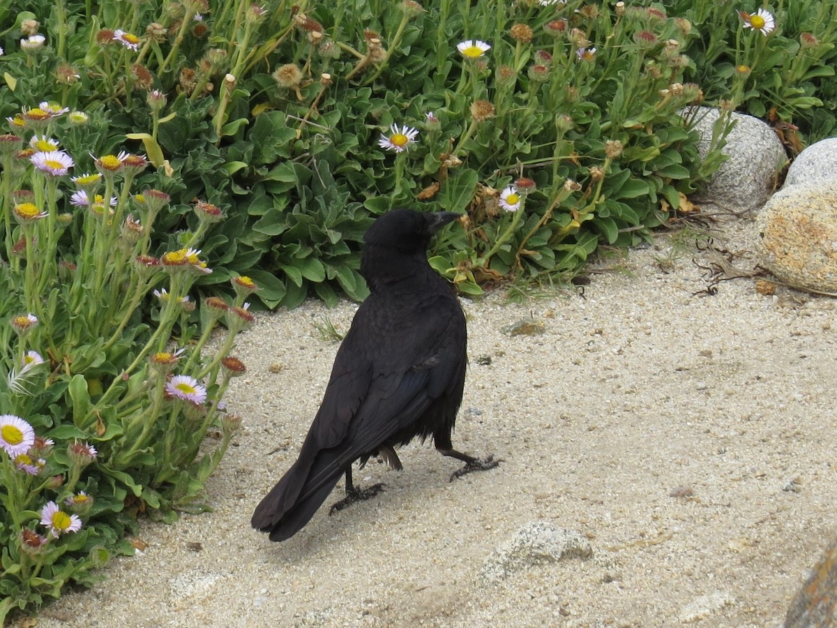 American Crow - ML161077341