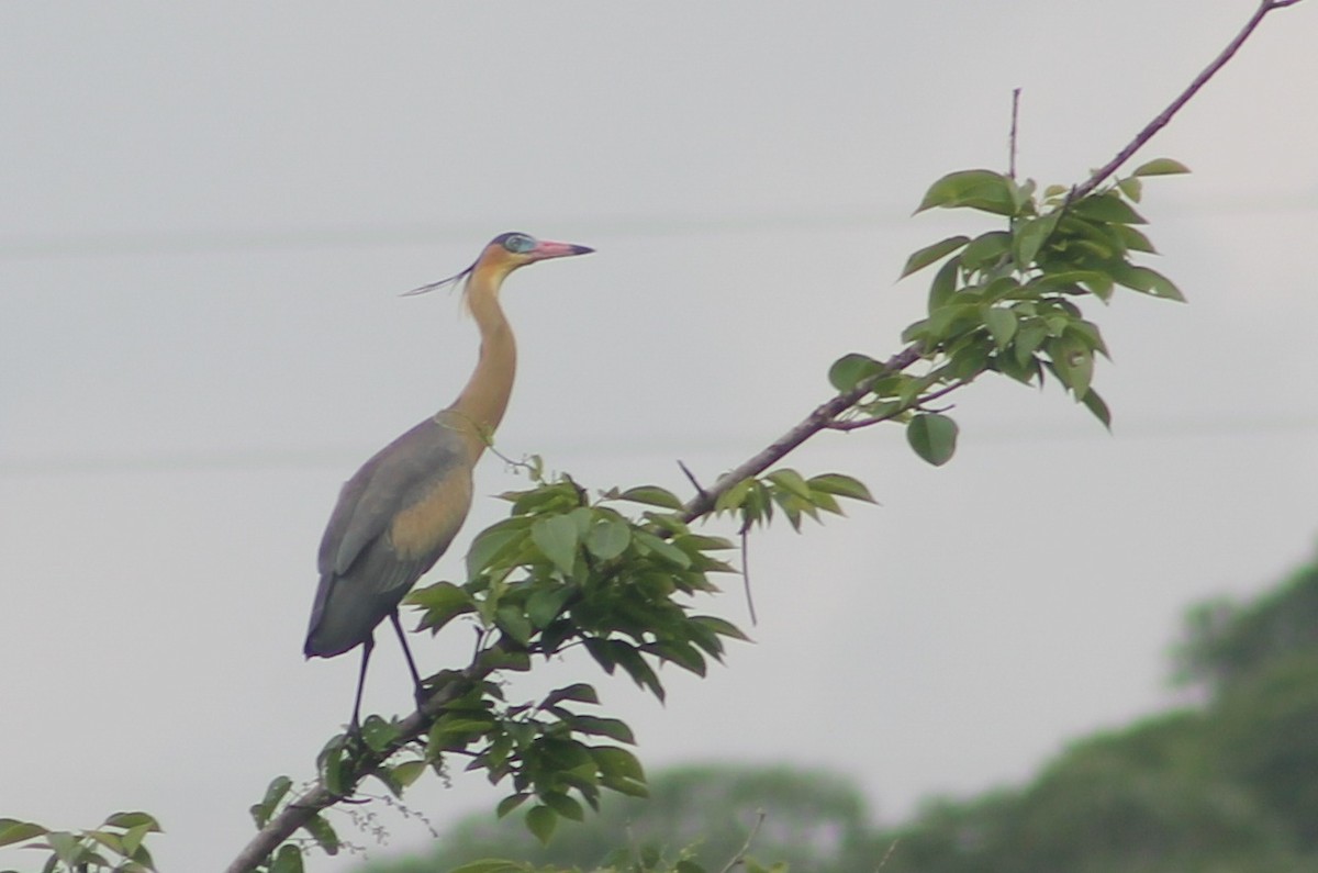 Whistling Heron - ML161077561