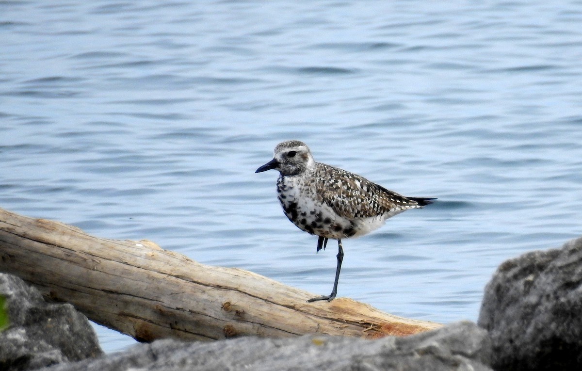 Black-bellied Plover - Bob Curry