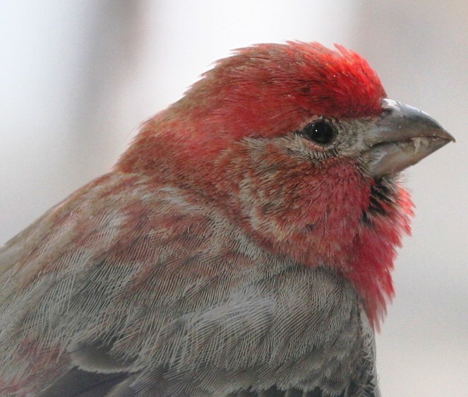 House Finch - ML161078711