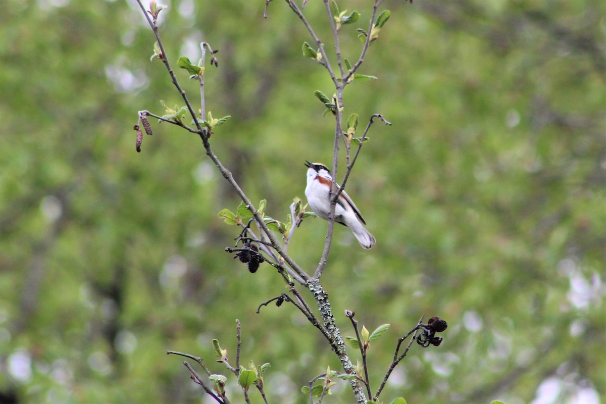 Chestnut-sided Warbler - ML161078761