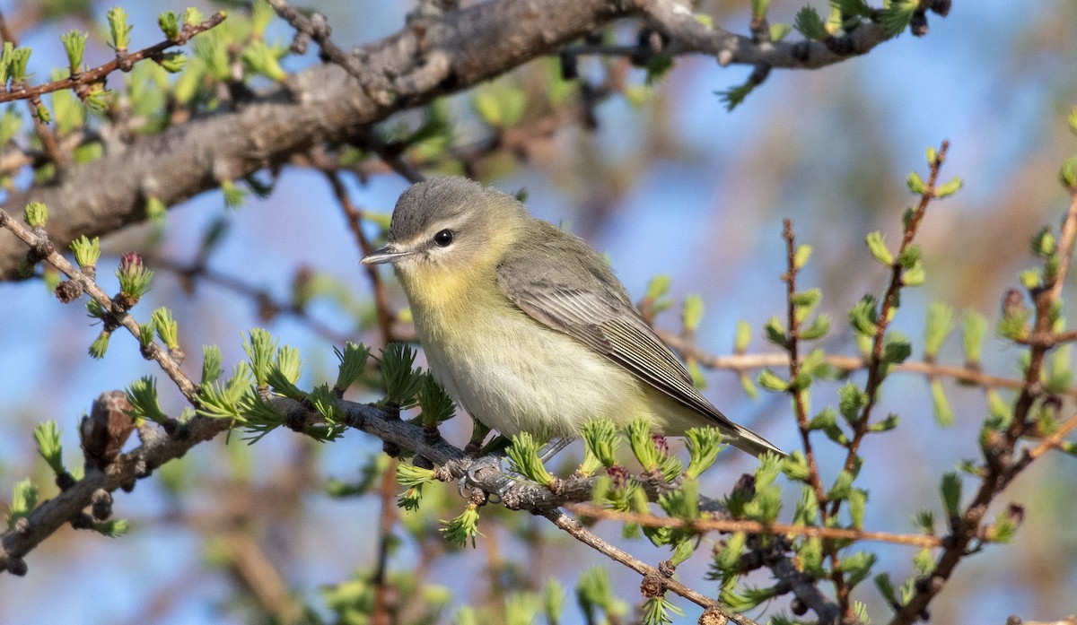 Philadelphia Vireo - Mark Morse