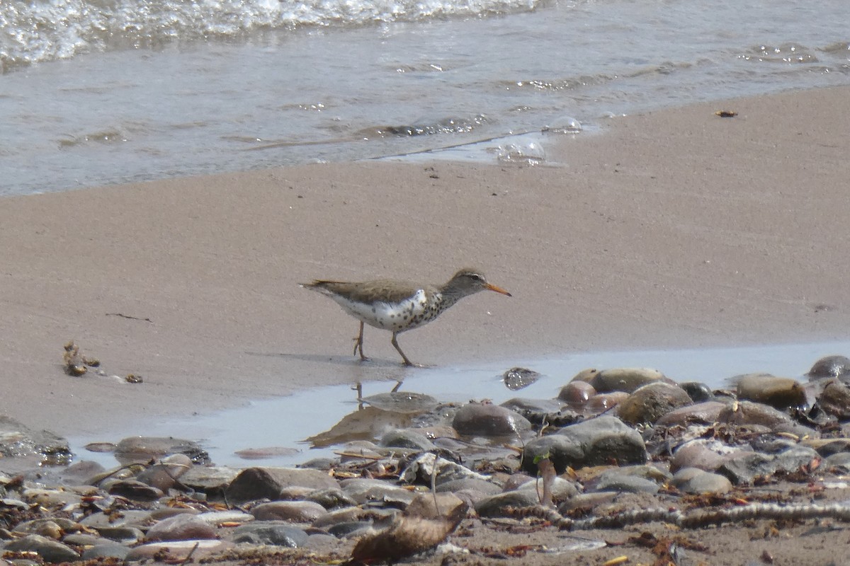 Spotted Sandpiper - ML161080451