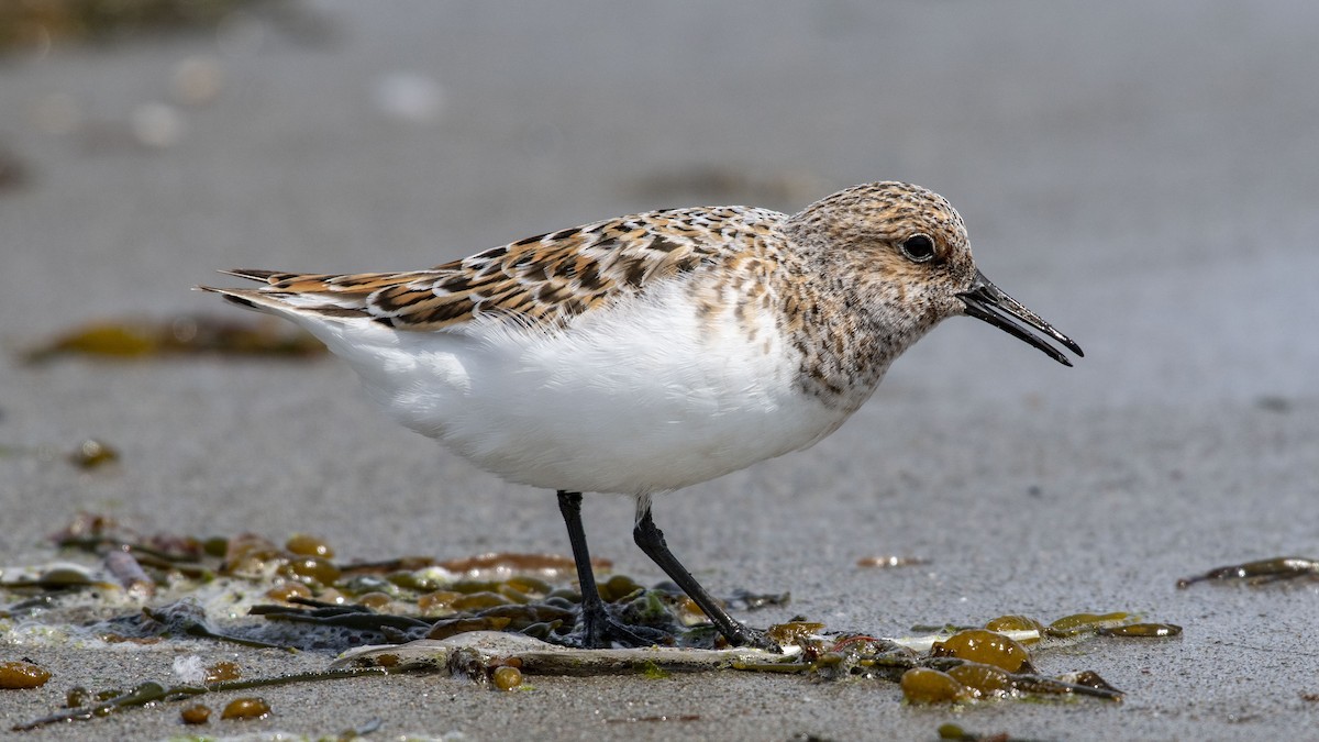 Sanderling - ML161081241