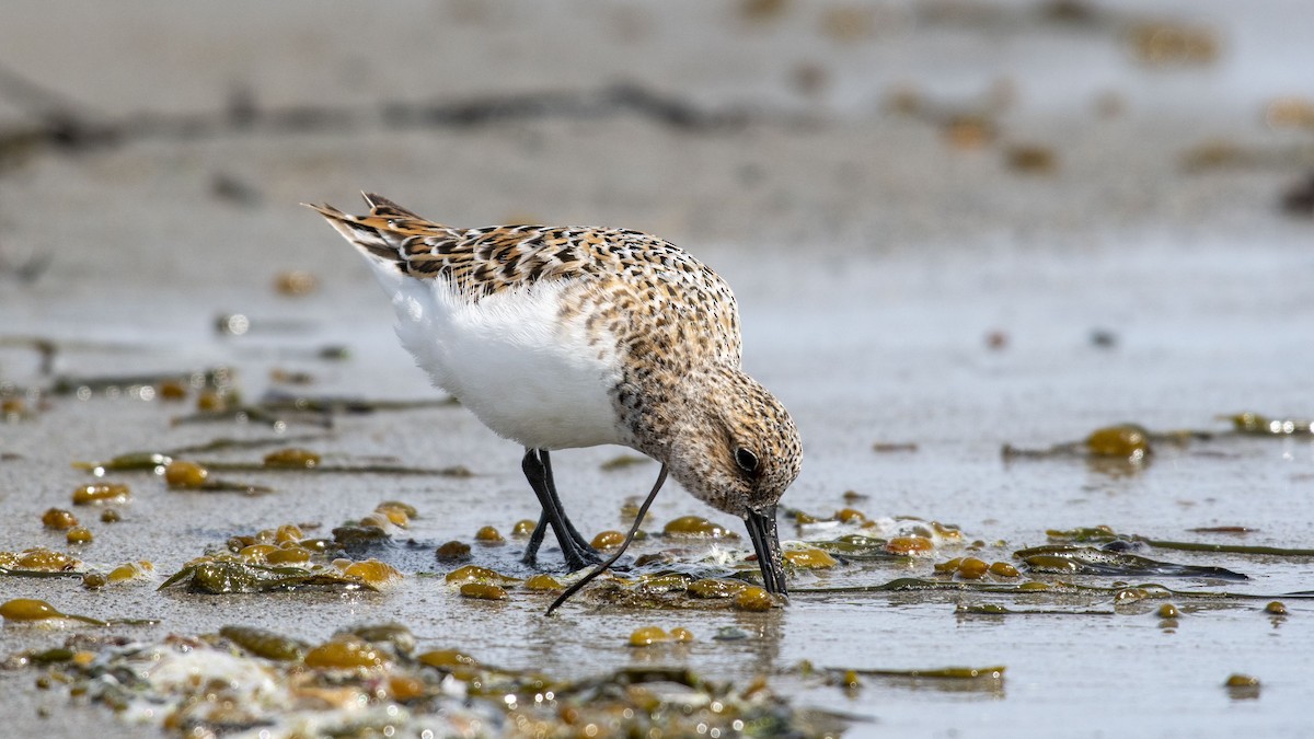 Sanderling - ML161081251