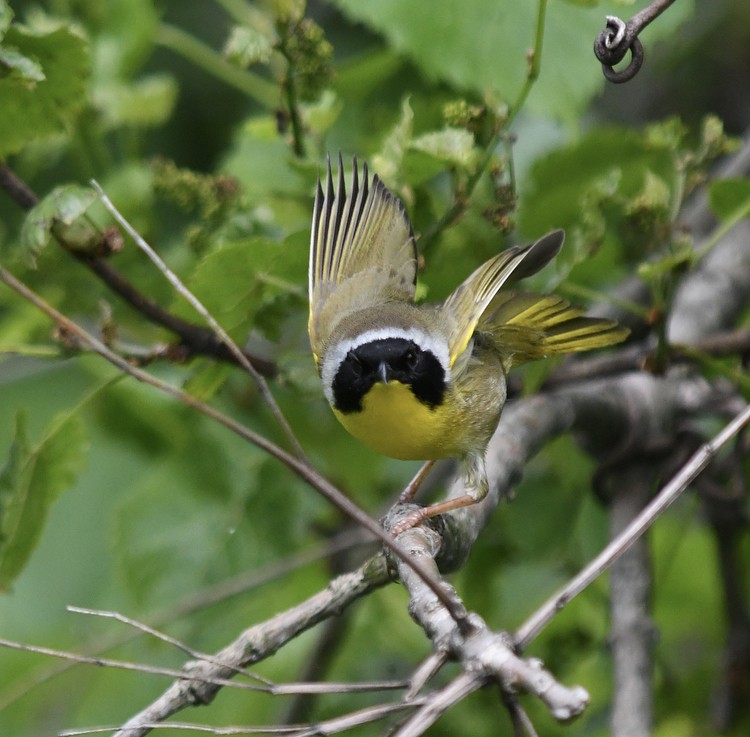 Common Yellowthroat - ML161083351