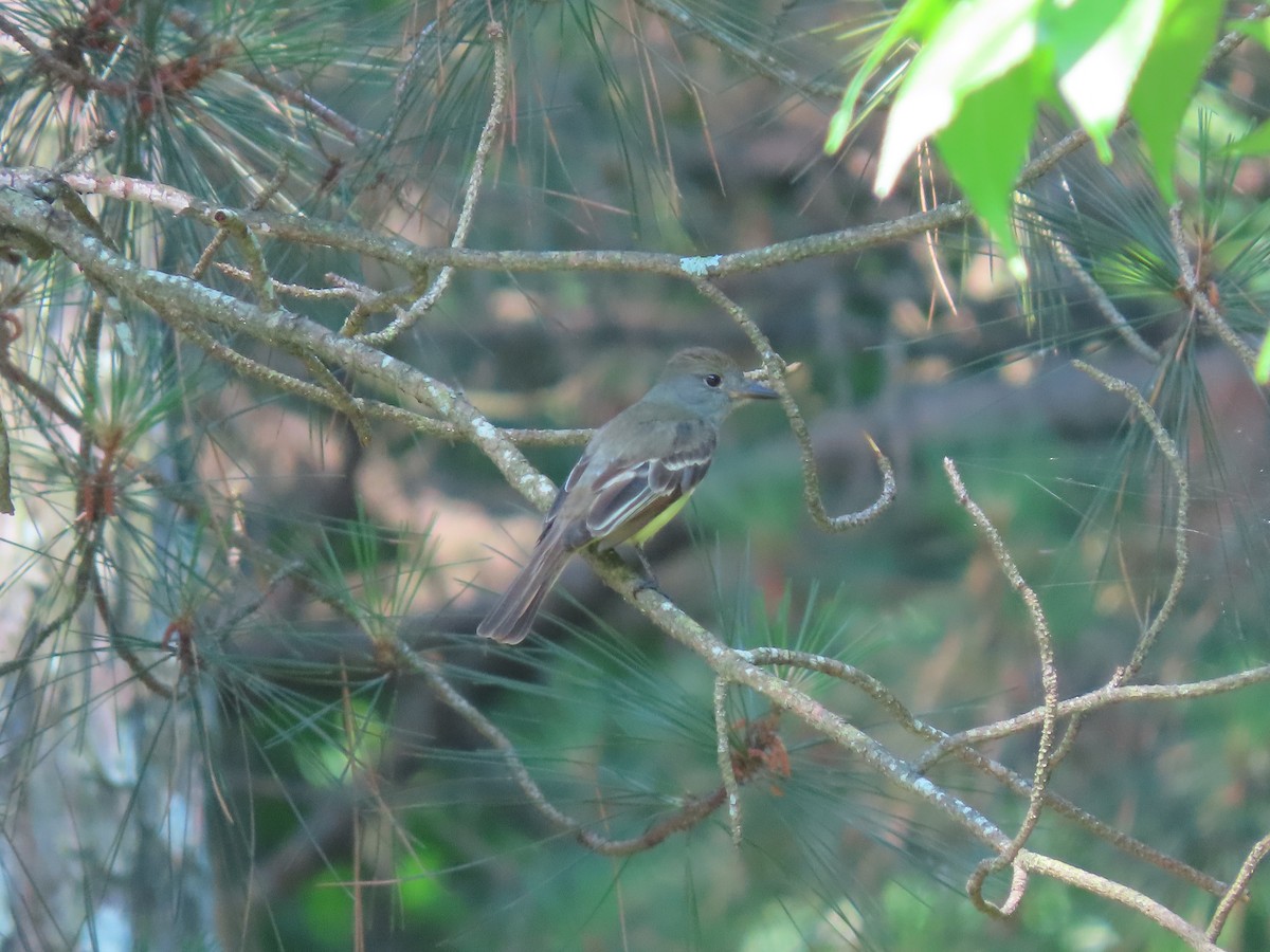 Great Crested Flycatcher - ML161083581