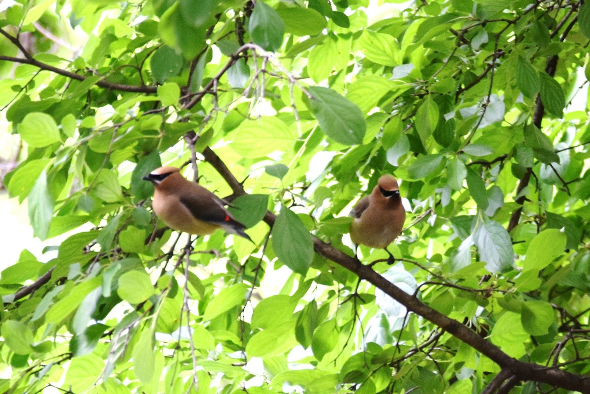 Cedar Waxwing - ML161088131