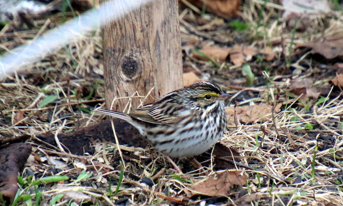 Savannah Sparrow - Alexandre Anctil