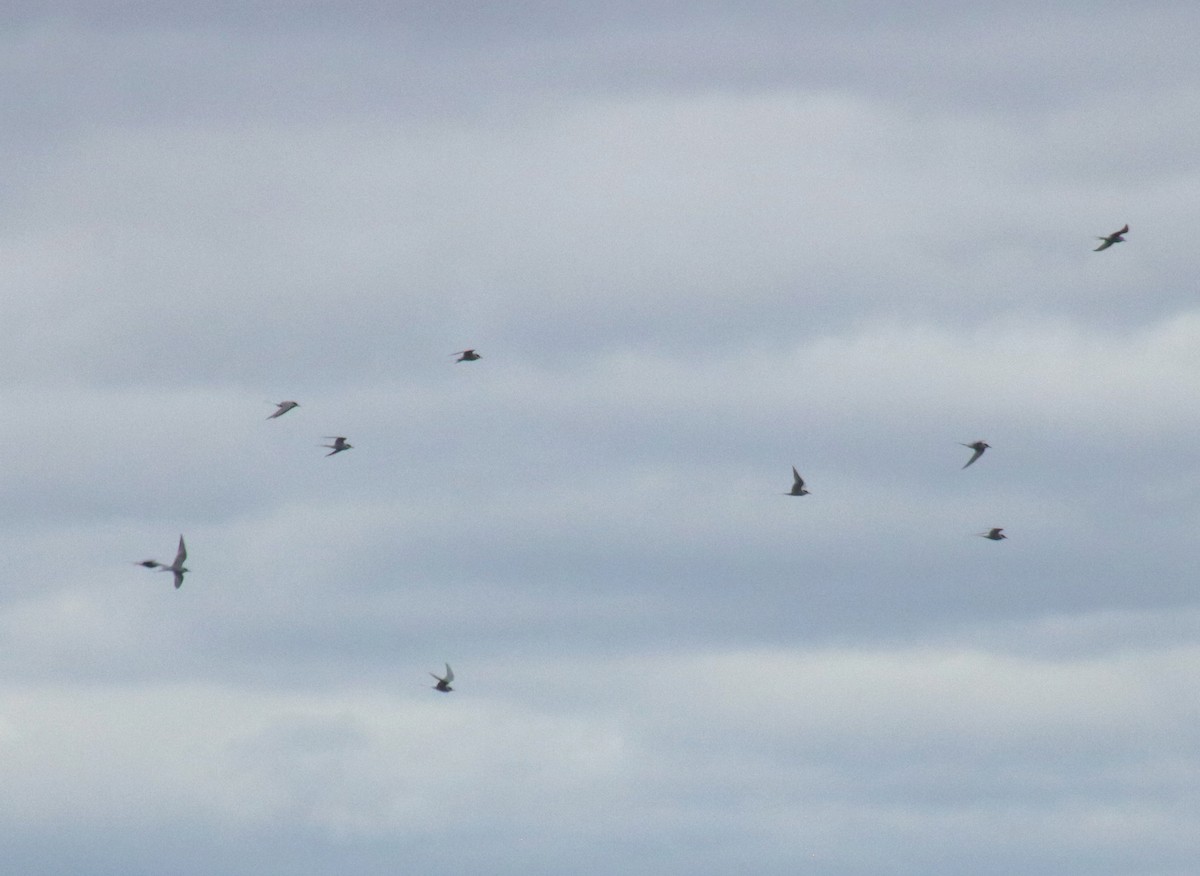 Arctic Tern - ML161088271