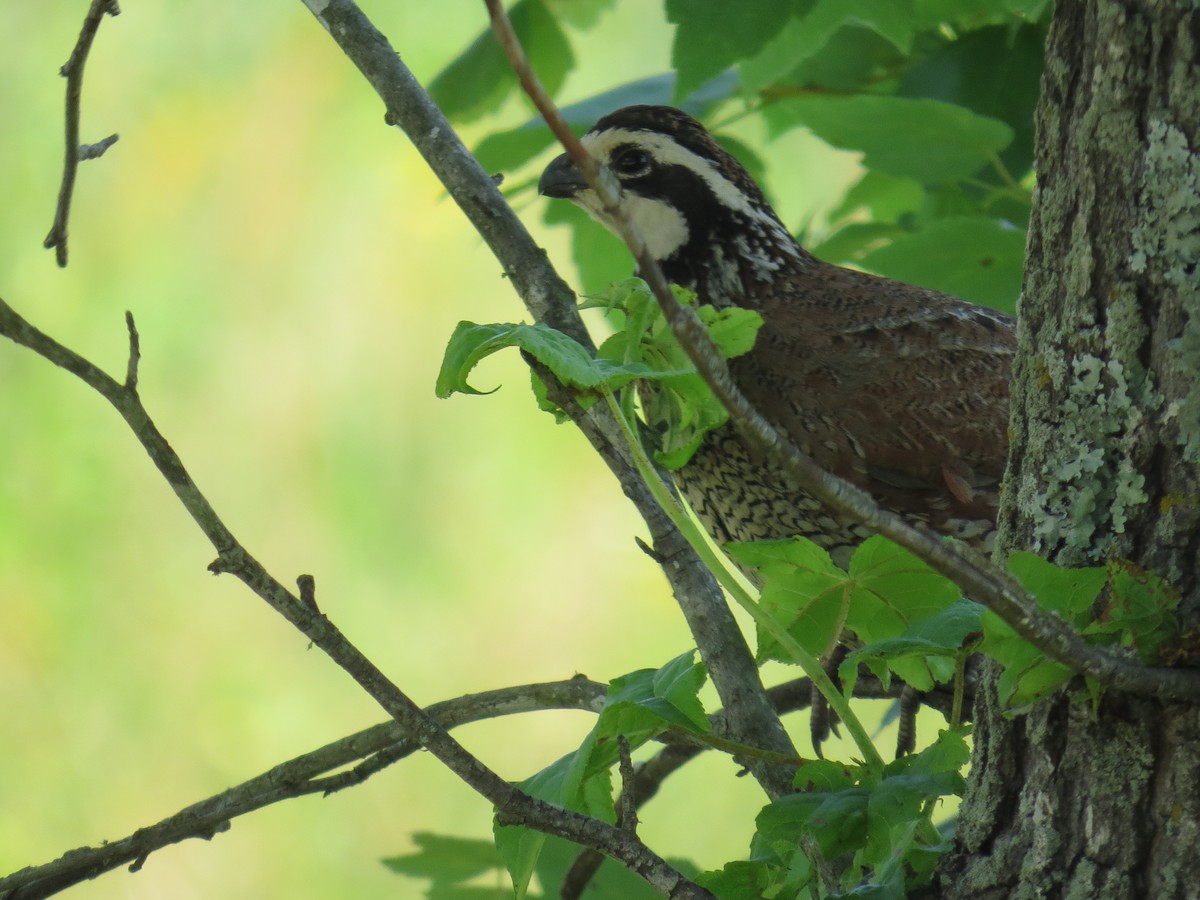 Northern Bobwhite - ML161088461