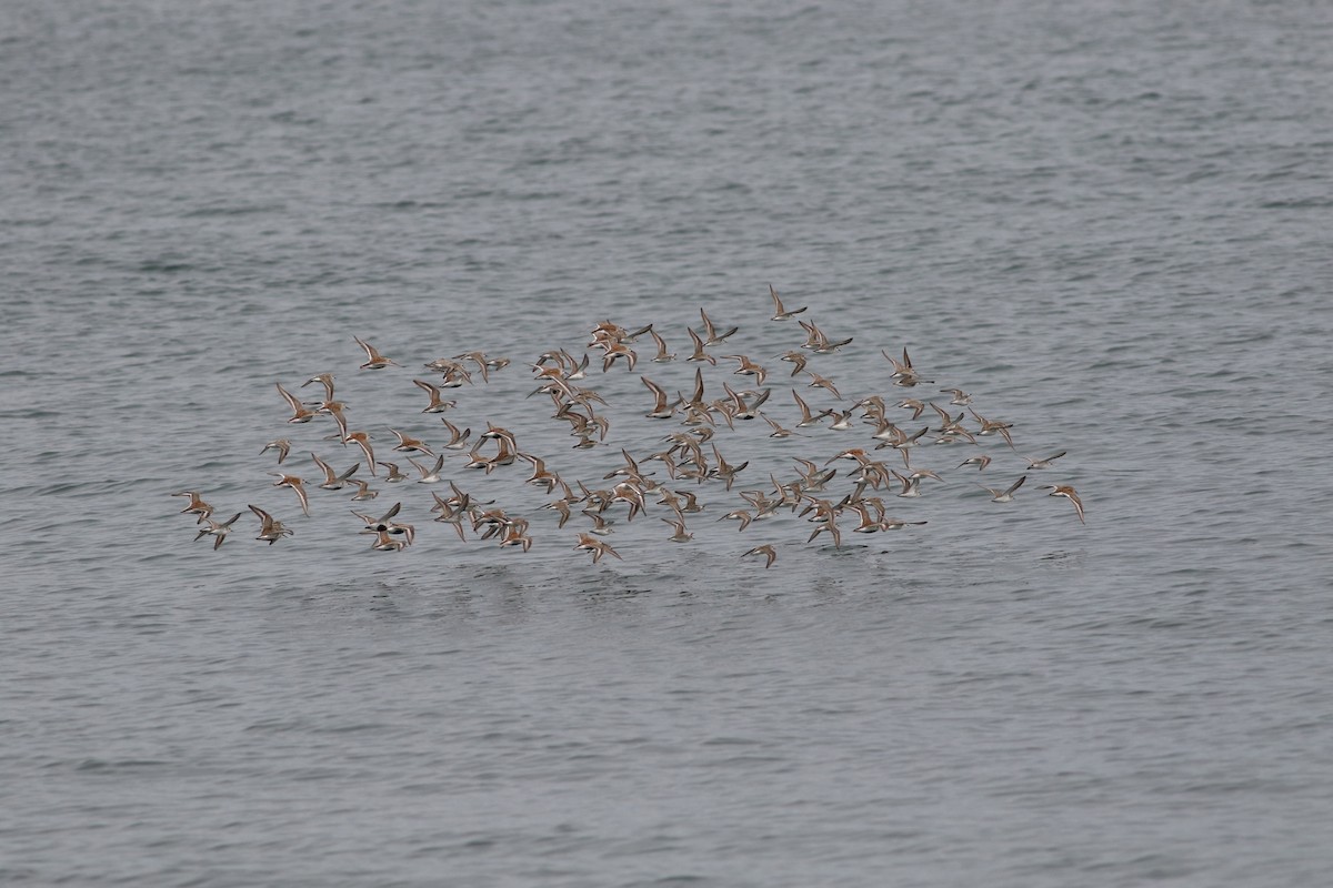 Dunlin - Richard Poort