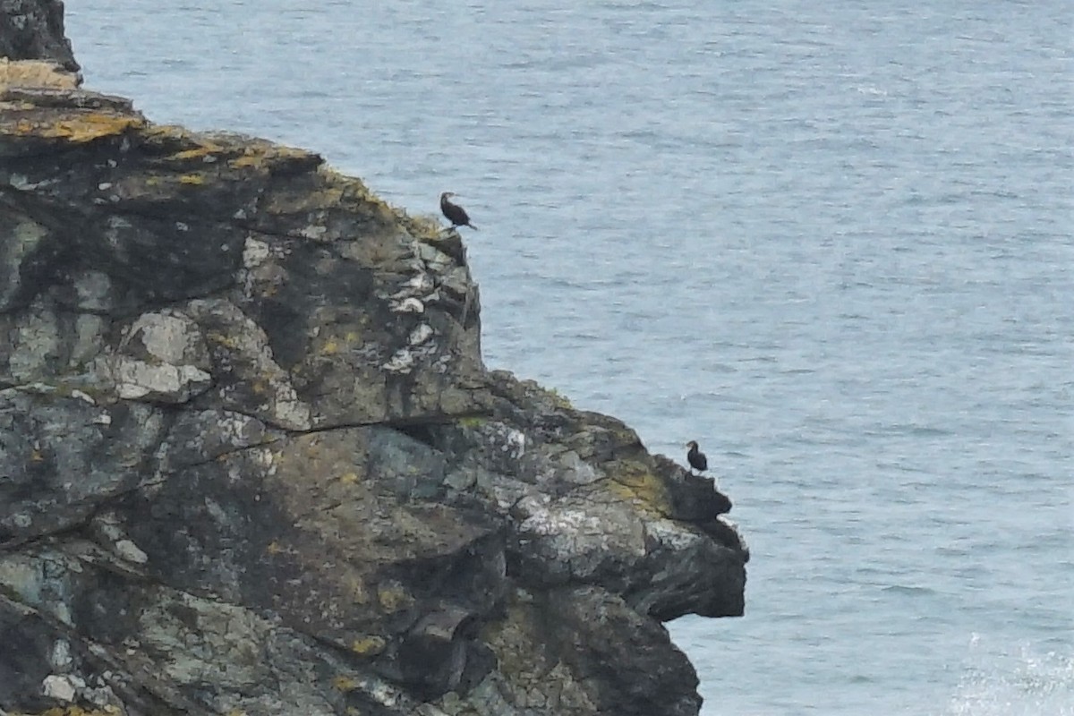 Great Cormorant (Australasian) - ML161094871