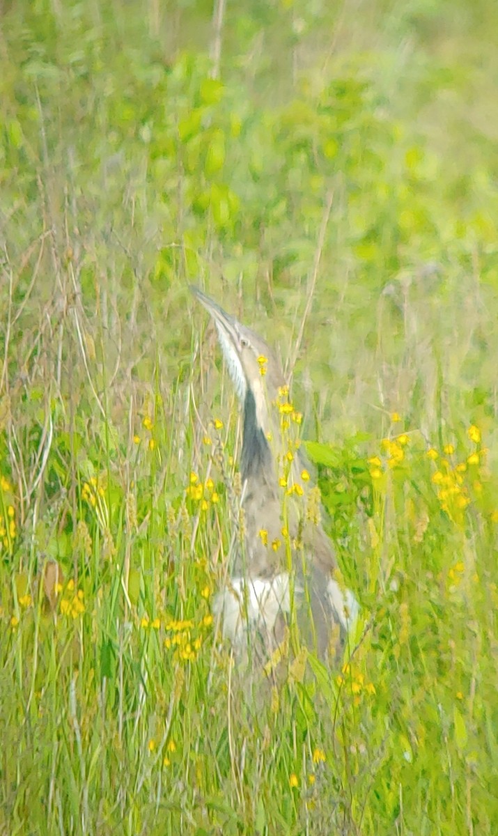 American Bittern - ML161094941