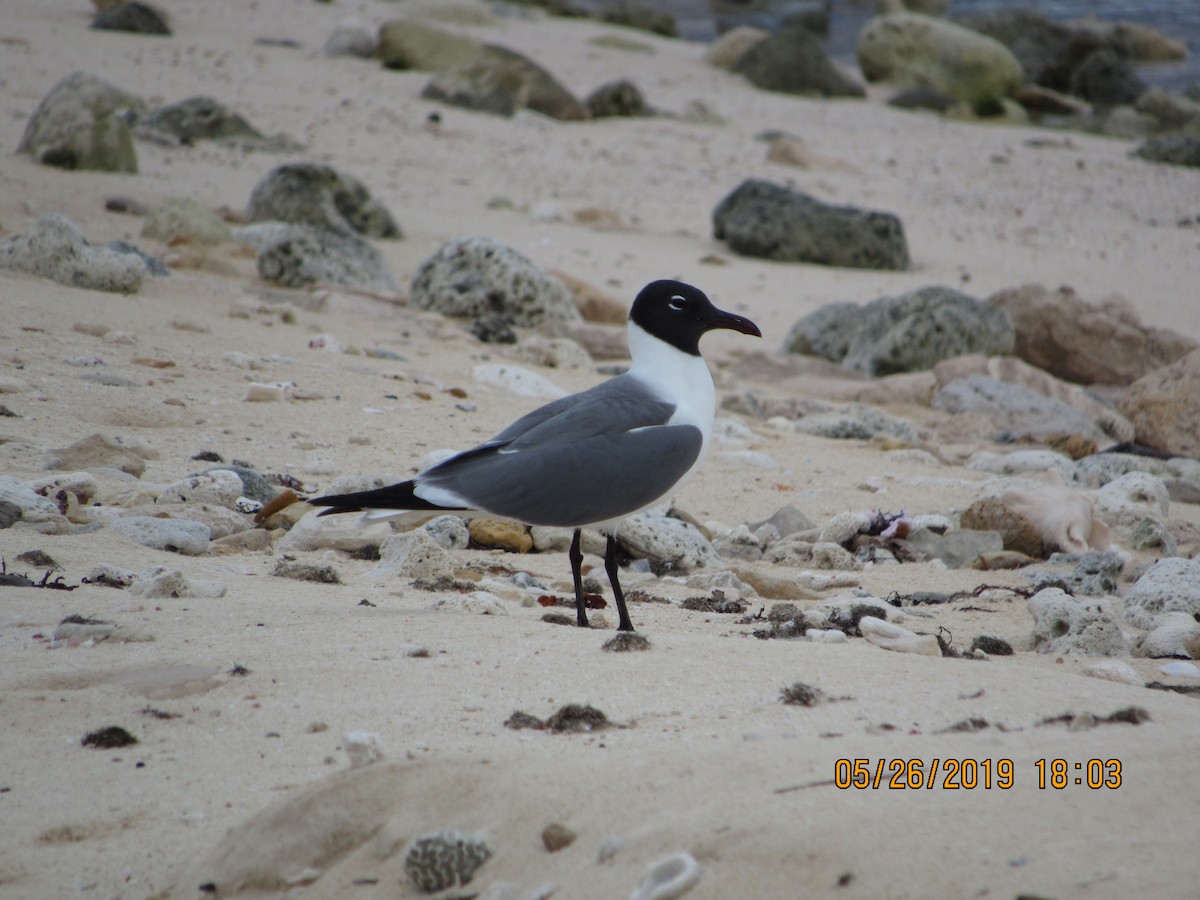 Laughing Gull - ML161096011