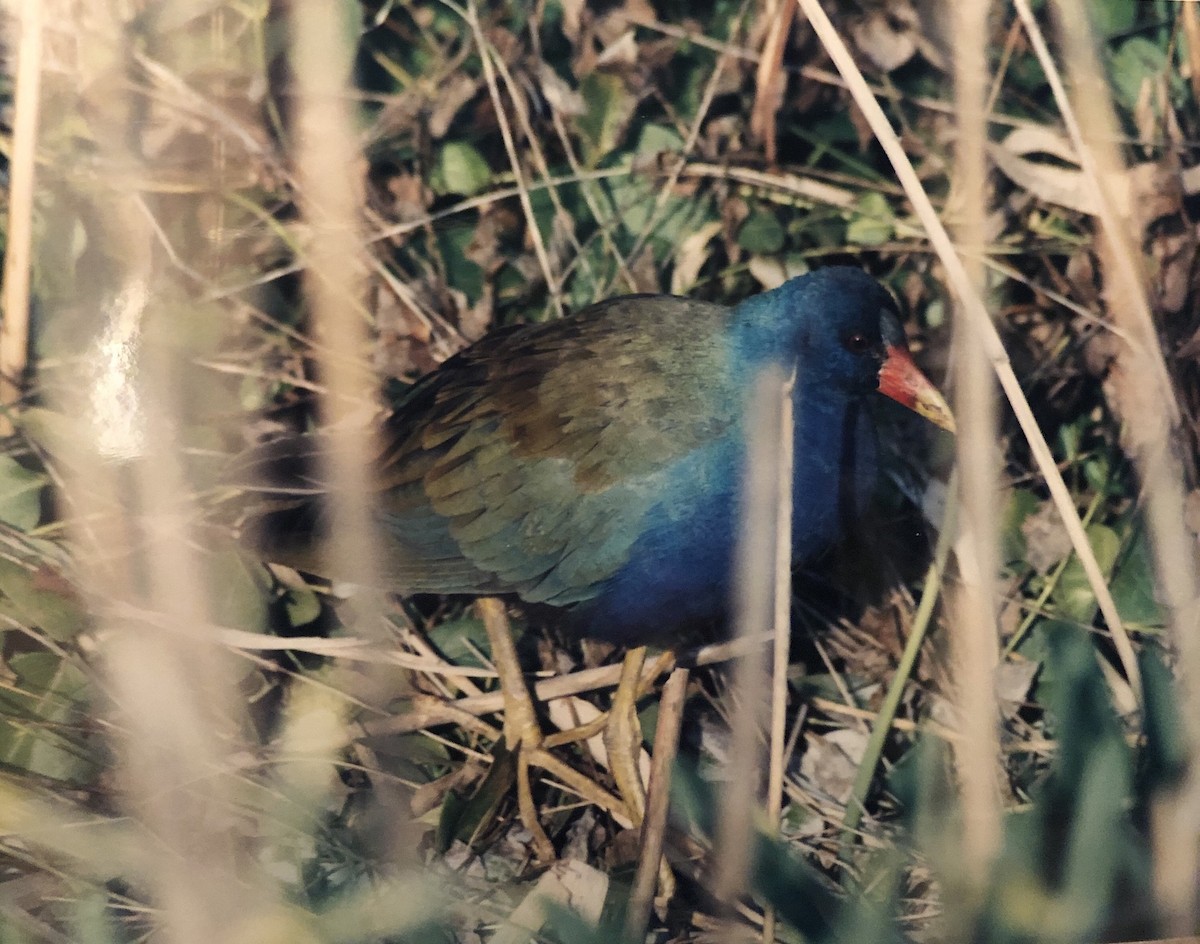 Purple Gallinule - ML161096201