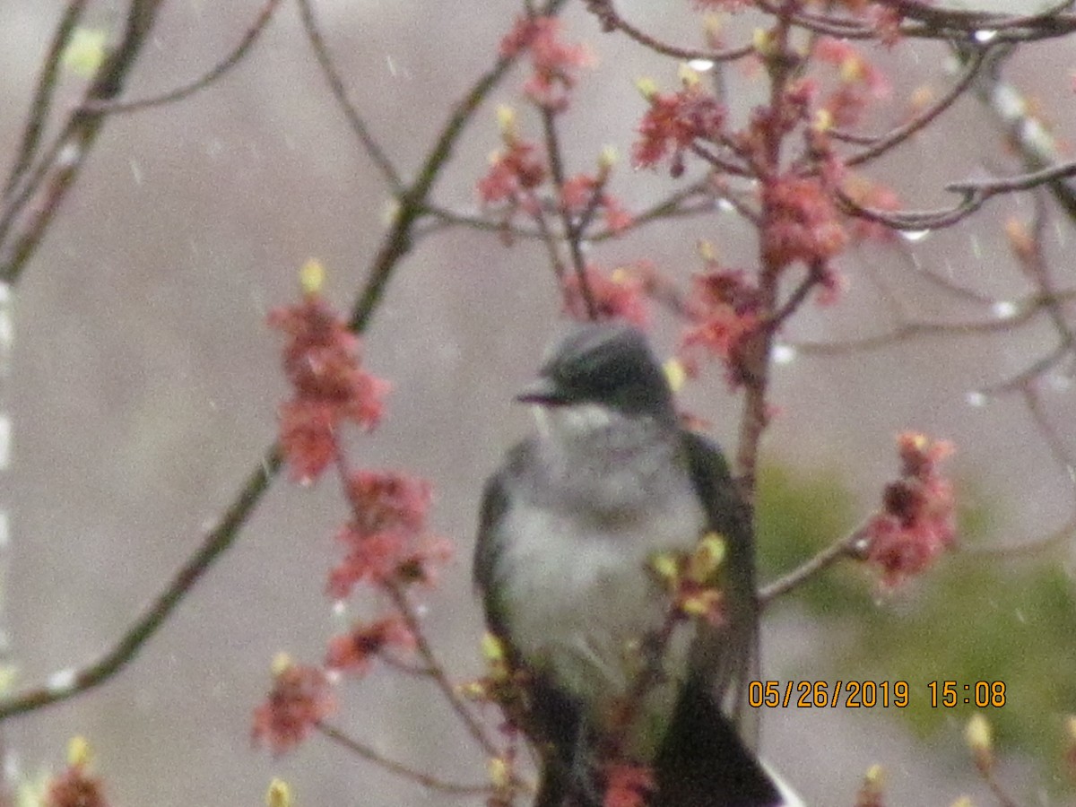 Eastern Kingbird - ML161097591