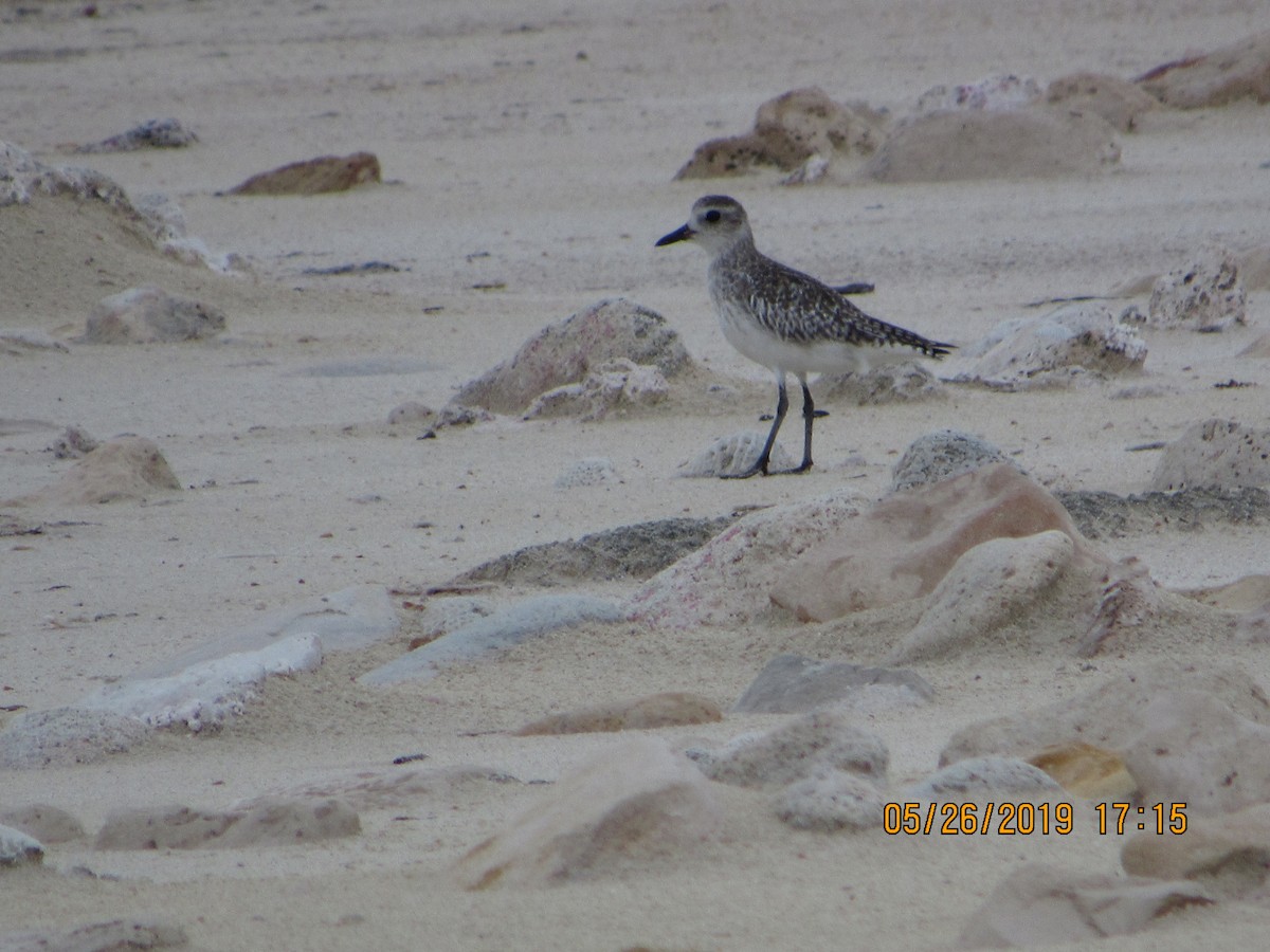 Black-bellied Plover - ML161098221