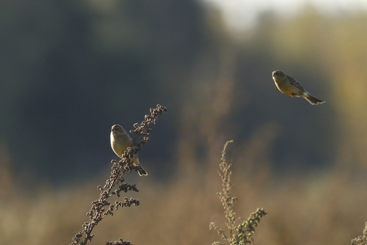 Grassland Yellow-Finch - Julio Recordon
