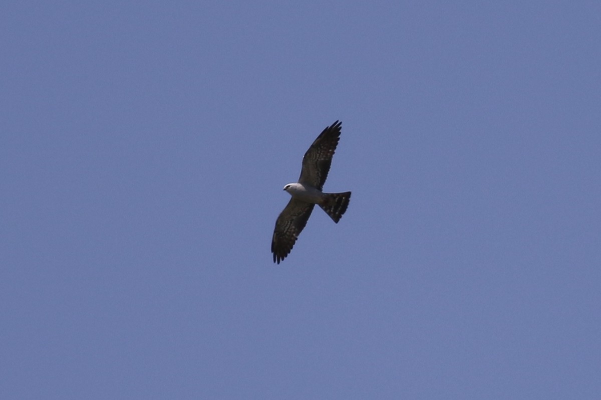 Mississippi Kite - ML161101201