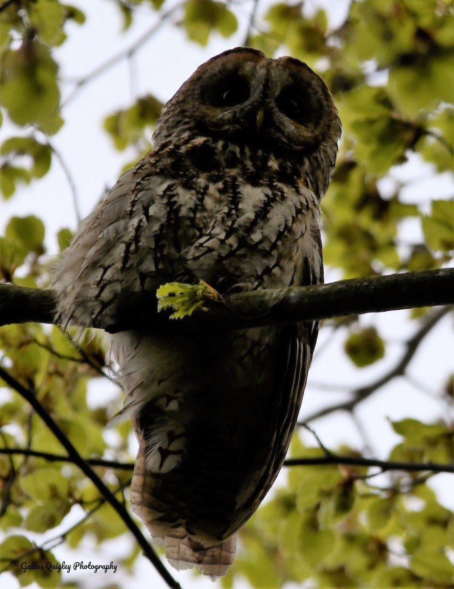 Tawny Owl - Gallus Quigley