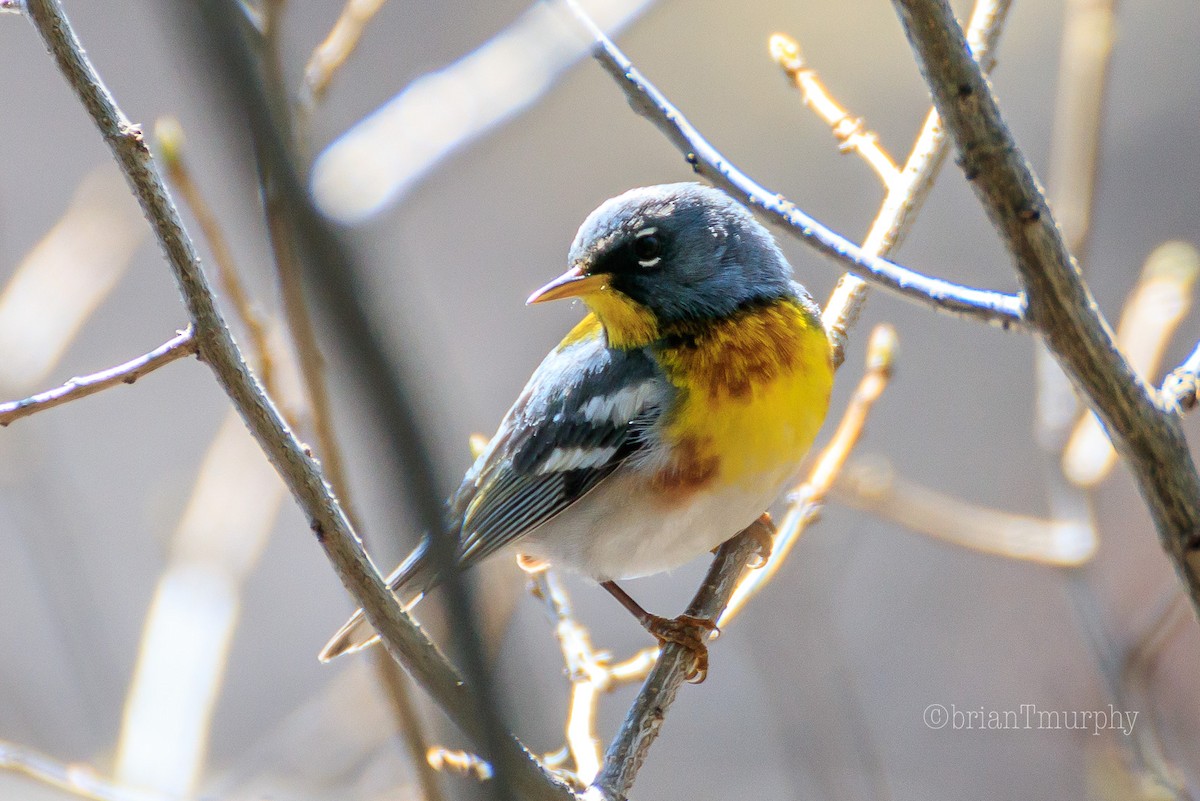 Northern Parula - Brian Murphy