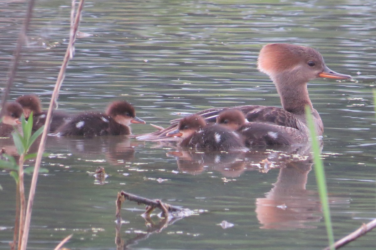 Hooded Merganser - ML161110921