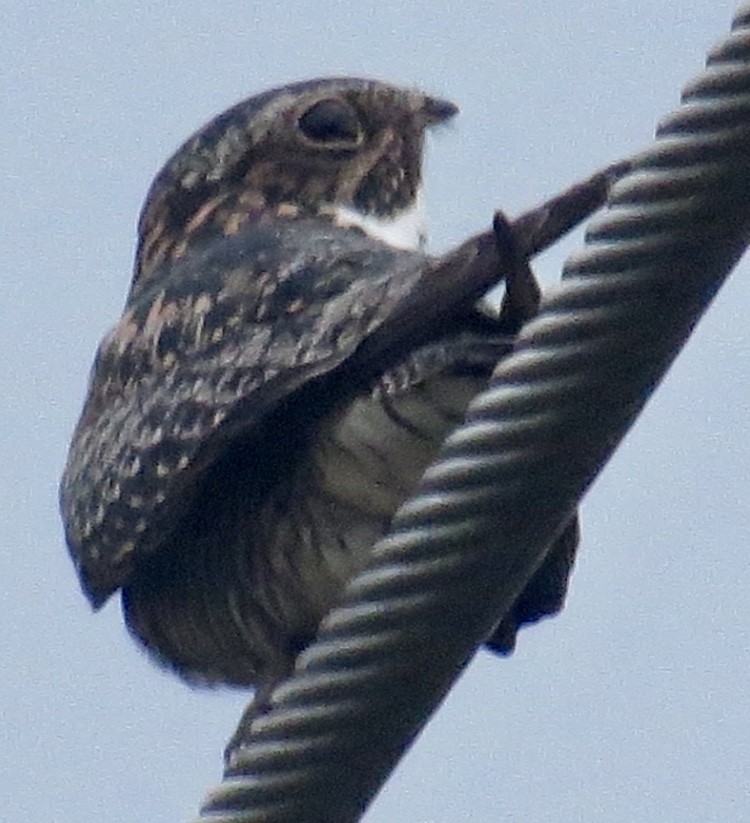 Common Nighthawk - ML161110951