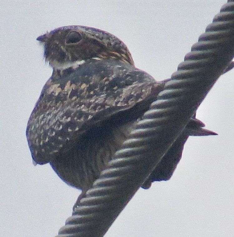 Common Nighthawk - ML161110991