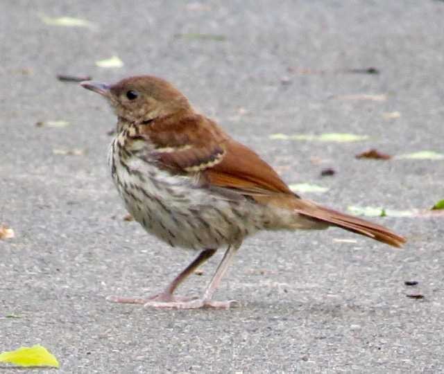 Brown Thrasher - ML161111151