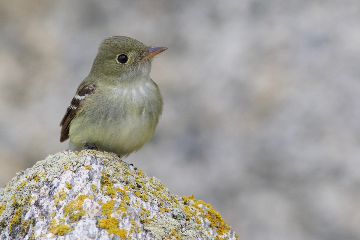Acadian Flycatcher - ML161112051