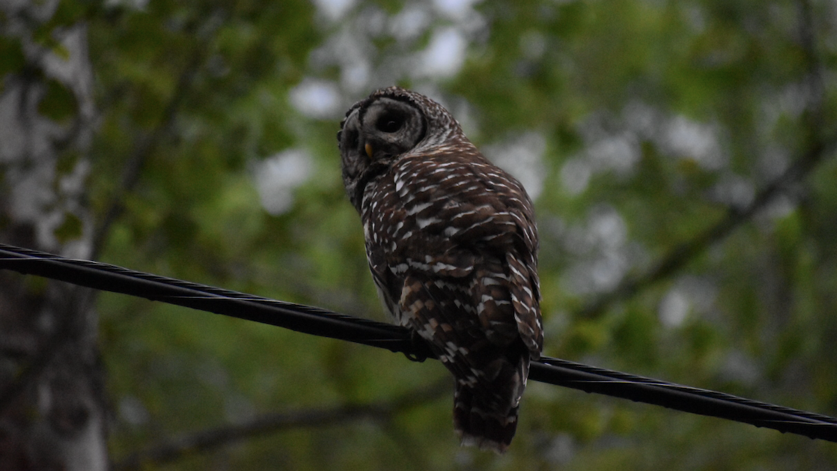 Barred Owl - ML161112871