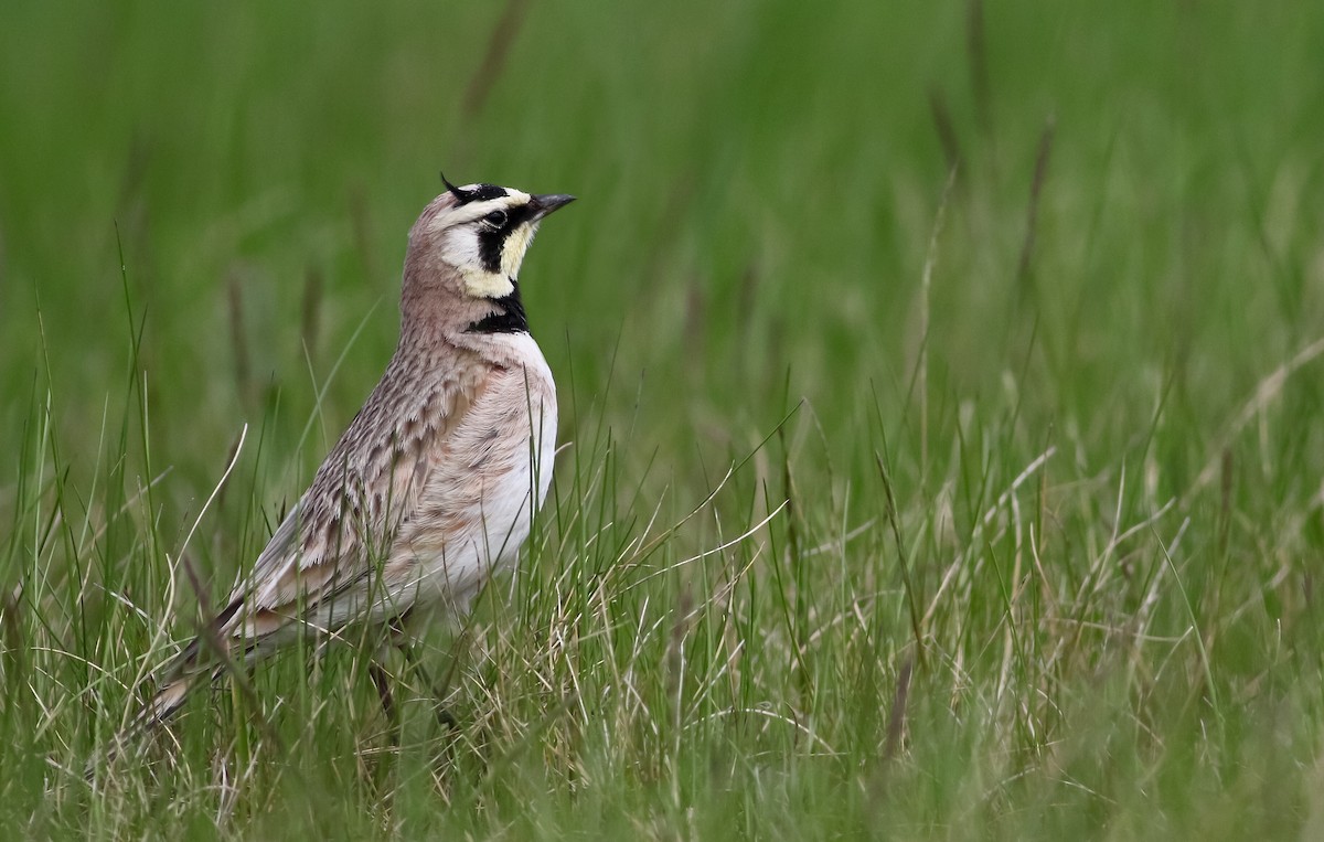 Horned Lark - Max Nootbaar