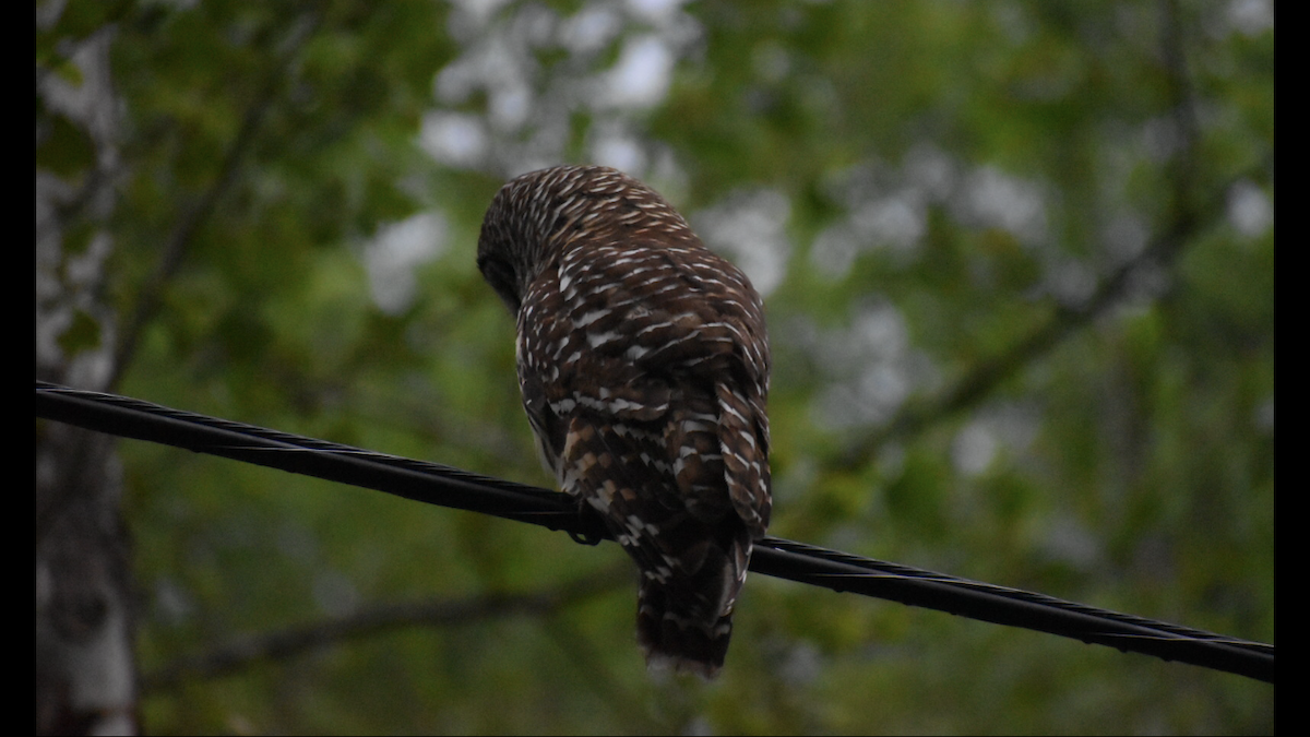 Barred Owl - ML161114381
