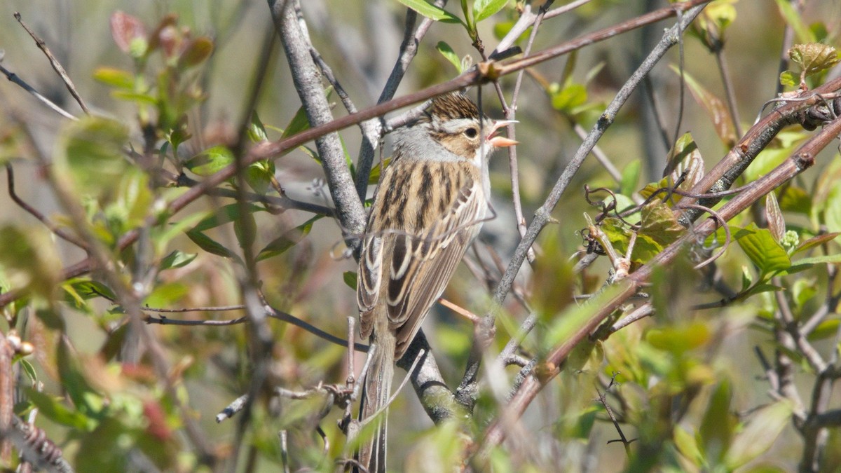 Clay-colored Sparrow - ML161114691