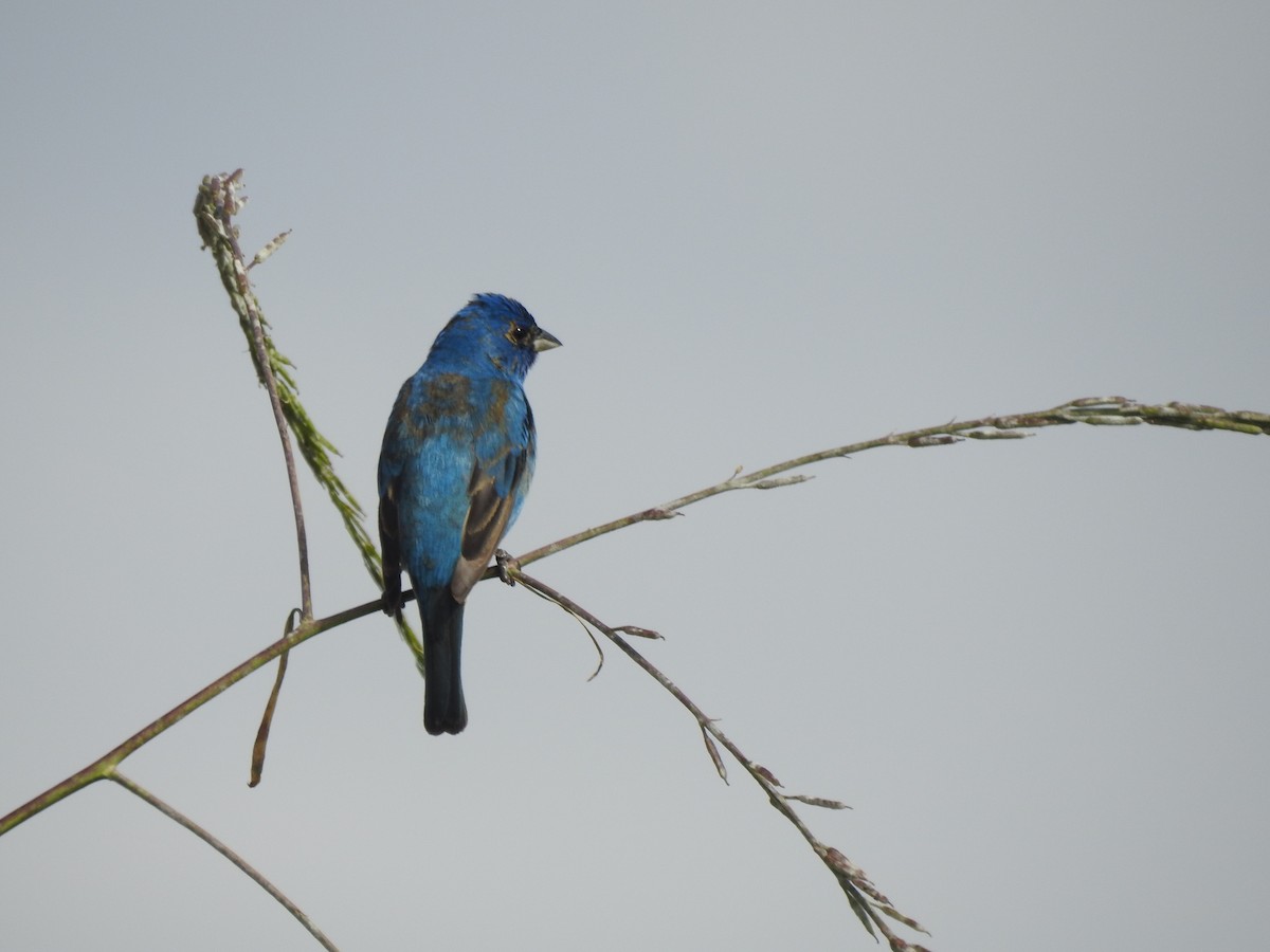 Indigo Bunting - Zehava Purim-Adimor