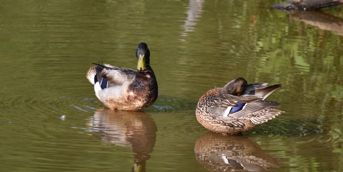 Mallard - ML161115271