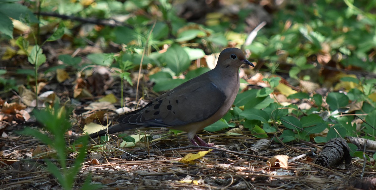 Mourning Dove - ML161115361