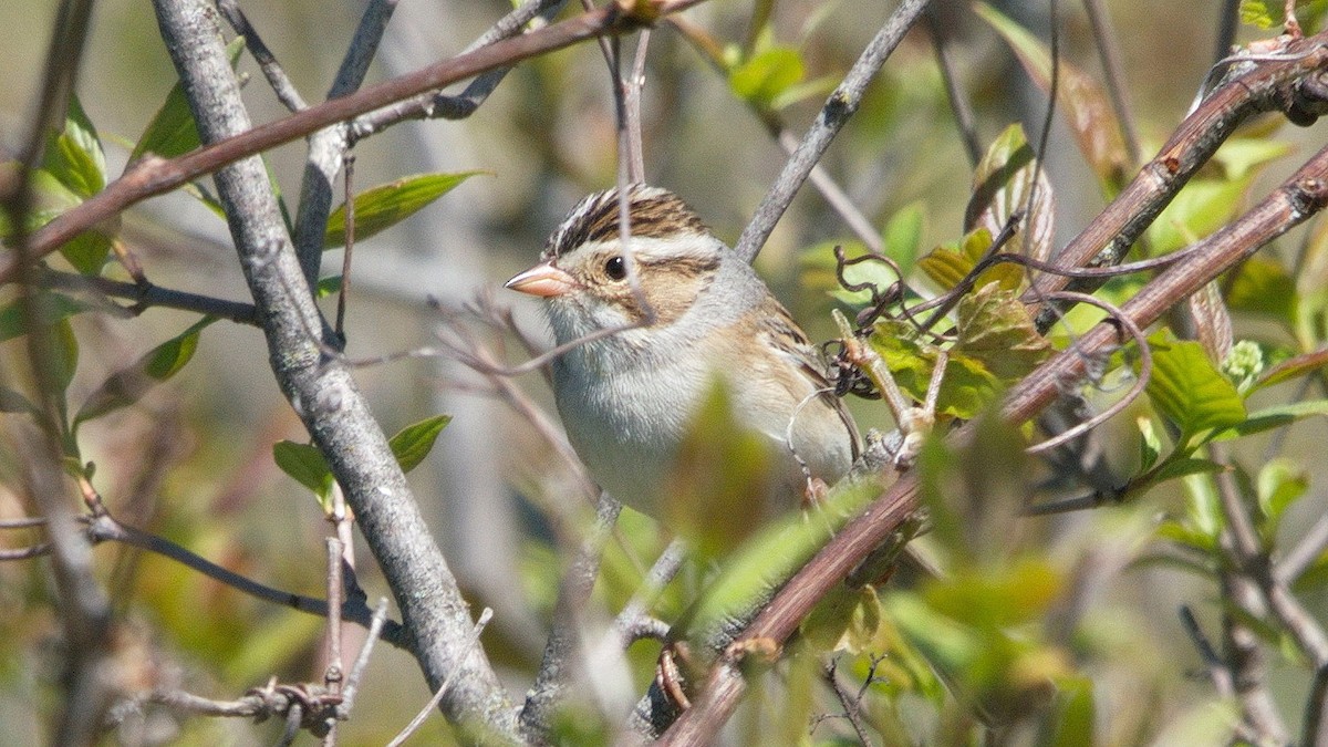 Clay-colored Sparrow - ML161115631